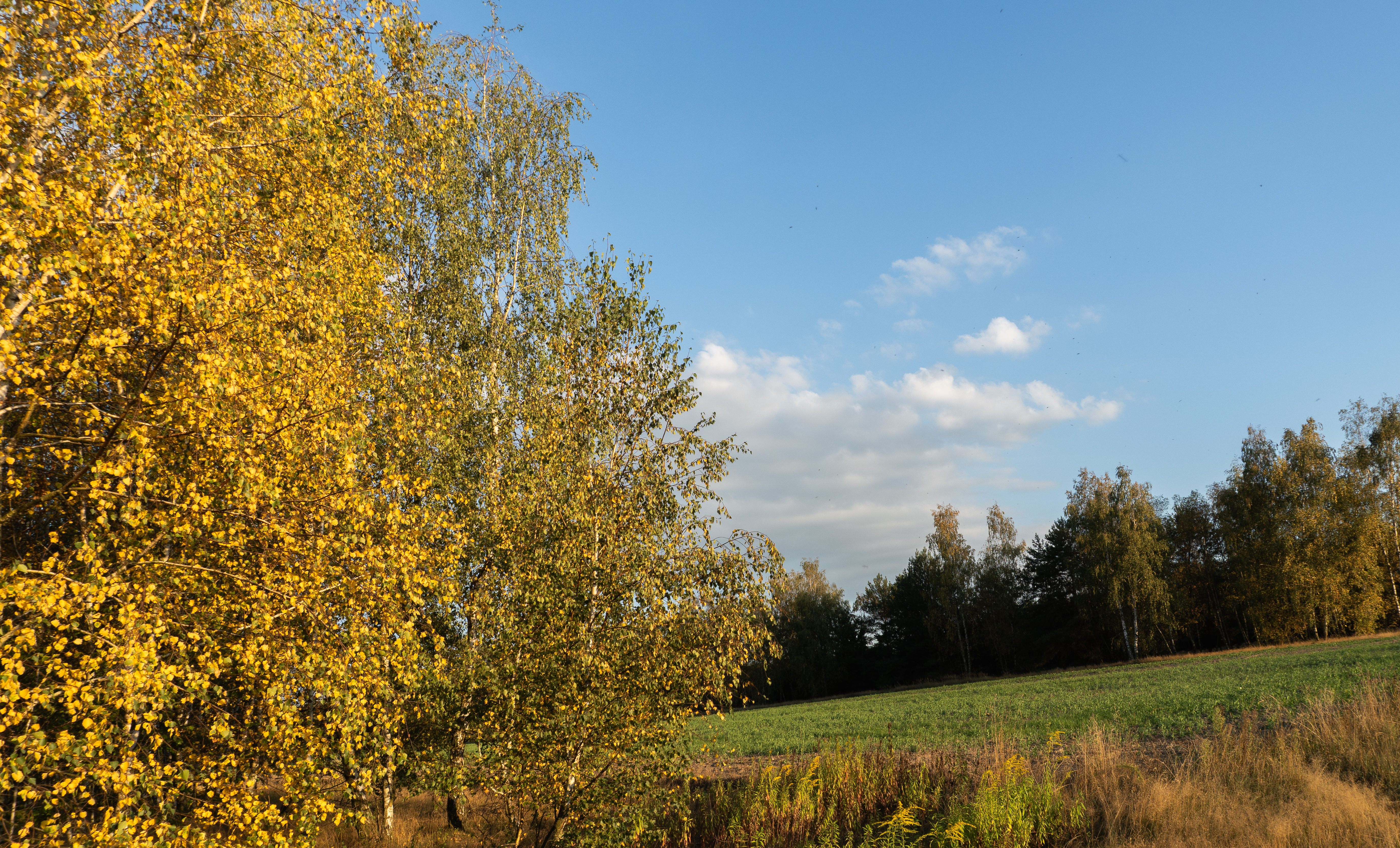 Jesienna praktyka jogi Mellow Ways